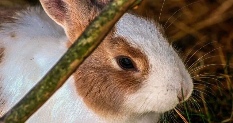 Zdjęcie Jakie siano dla królika? Wybierz najlepsze dla zdrowia i diety