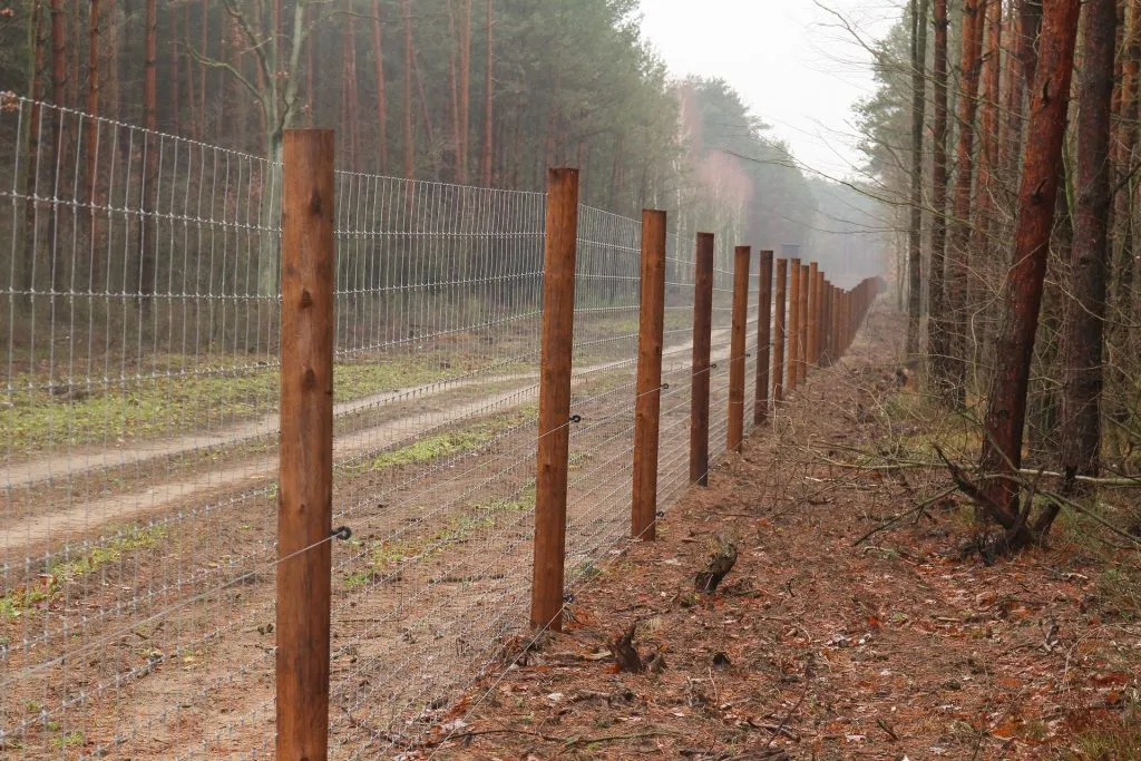 Zdjęcie Ogrodzenie z siatki leśnej: Jak prawidłowo rozstawić słupki?
