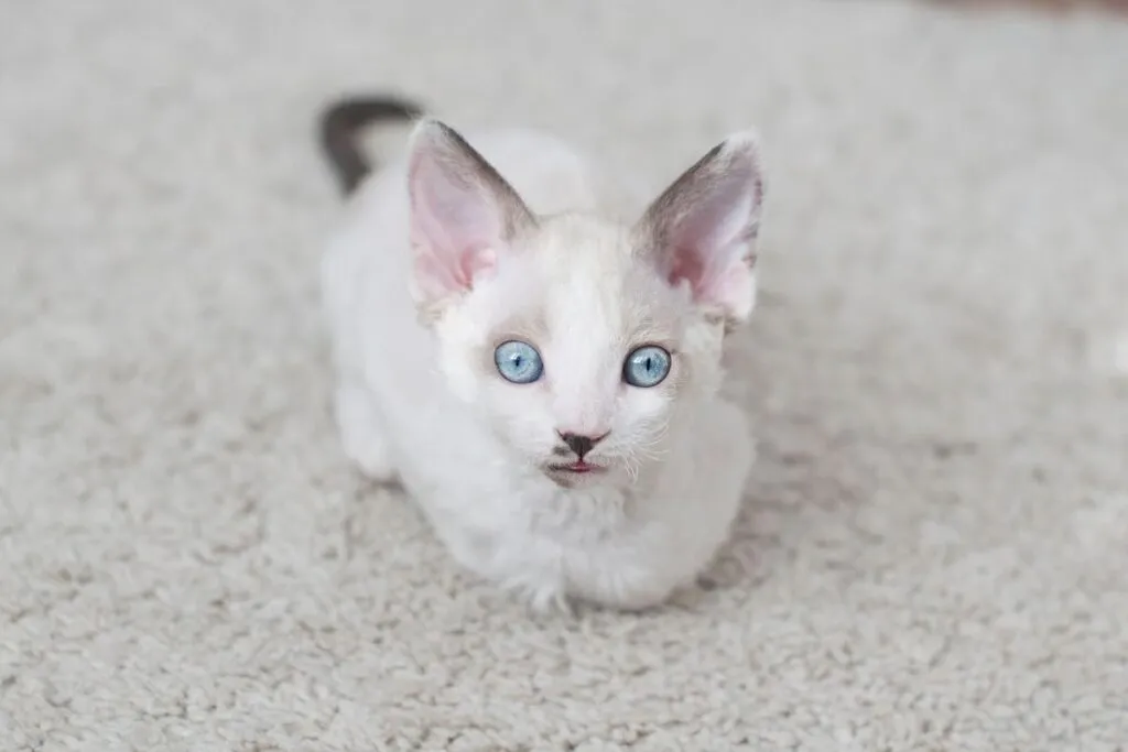 Zdjęcie Białe koty Devon Rex - piękne, wyjątkowe i łatwe w pielęgnacji