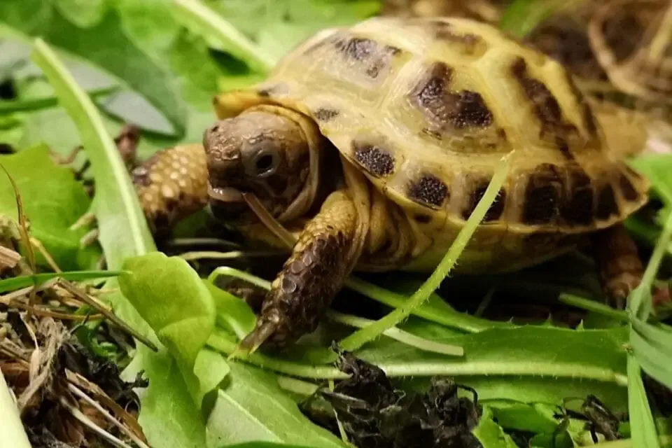 Zdjęcie Czym żywią się żółwie lądowe i jak uniknąć błędów w diecie