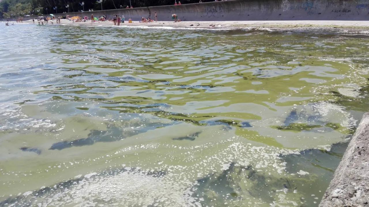 Zdjęcie Jak wyglądają sinice w Bałtyku i jakie niosą zagrożenia?