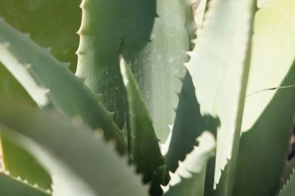 Zdjęcie Cada cuanto se riega el aloe vera para mantenerlo saludable