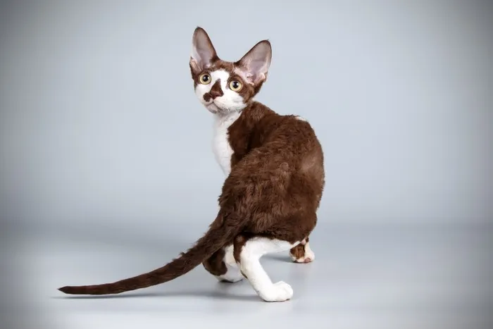 Zdjęcie Czy Devon Rex uczula? Co musisz wiedzieć przed zakupem kota