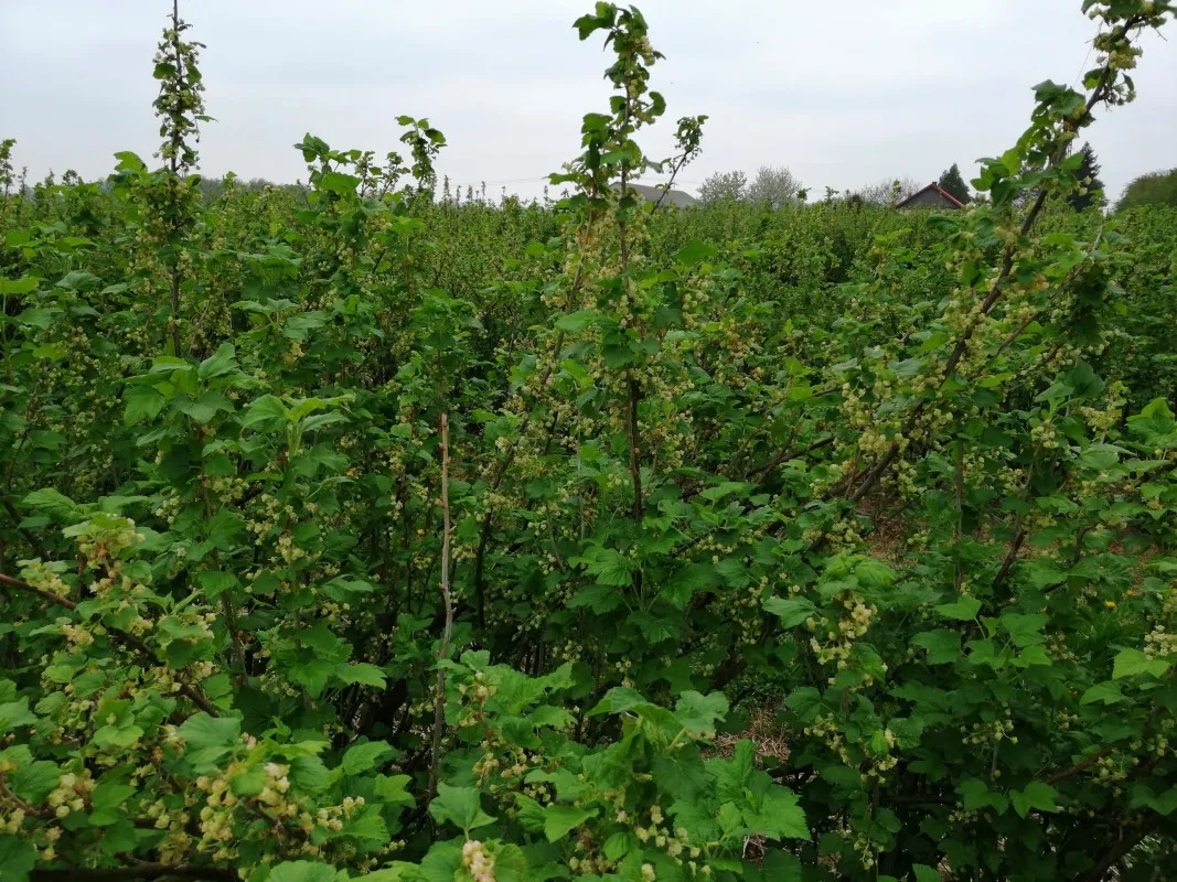 Zdjęcie Kwitnienie porzeczki: Jak rozpoznać, kiedy kwitnie i co wpływa na plony?