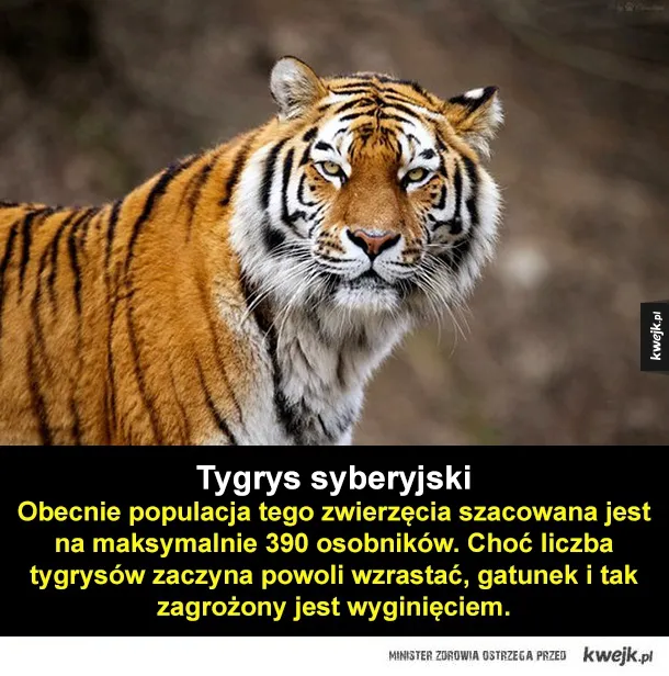 Zdjęcie Jak skutecznie chronić gatunki zagrożone wyginięciem – praktyczne porady i działania