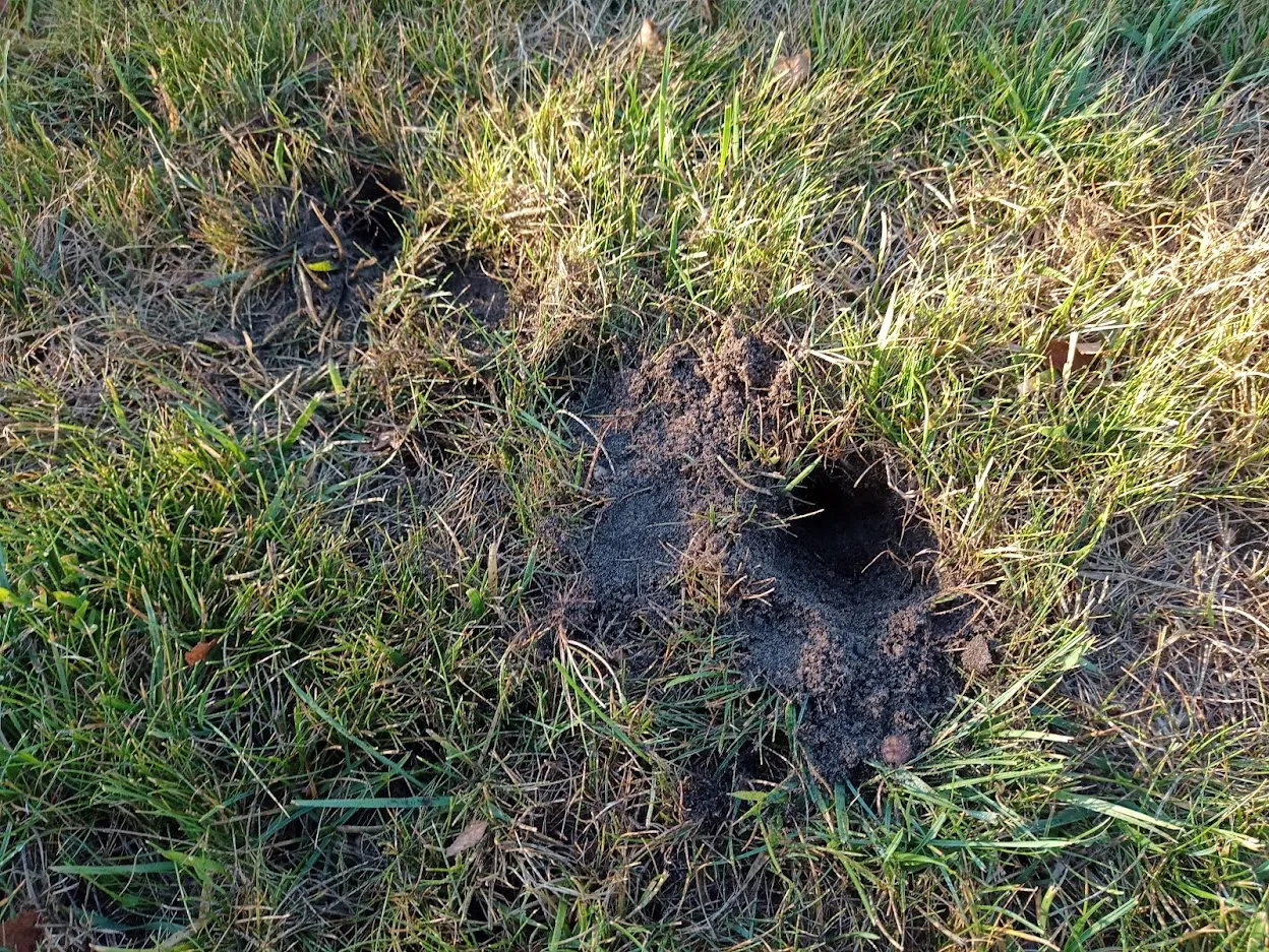 Zdjęcie Co kopie dziury w ogrodzie? Poznaj zwierzęta niszczące twój trawnik