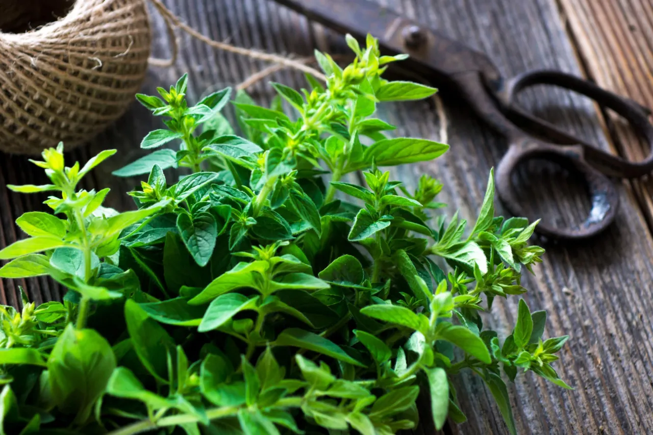 Zdjęcie Jak odróżnić oregano a majeranek? Kluczowe różnice i smaki