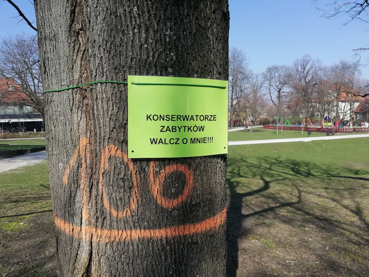 Zdjęcie Jak oznacza się drzewa do wycinki? Oznaczenia, które musisz znać