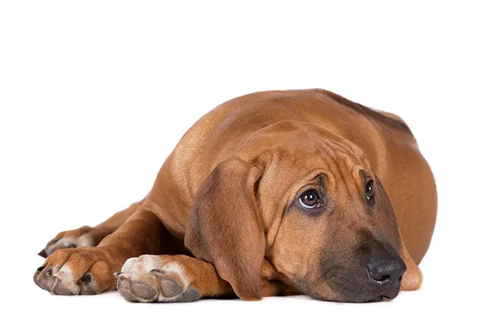 Zdjęcie Jak wychować szczeniaka rhodesian ridgeback: przygotowanie na przyjęcie psa