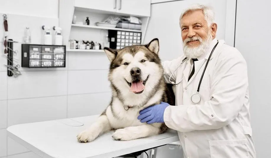 Zdjęcie Czym zajmuje się weterynarz? Kluczowe obowiązki i usługi dla zwierząt