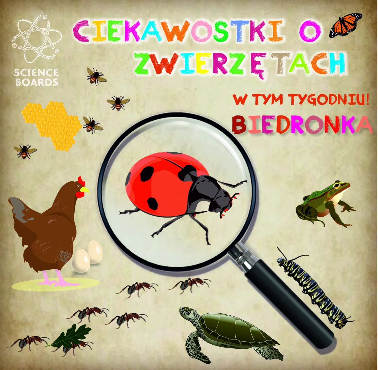 Zdjęcie Jak biedronka zimuje i przetrwa zimę? Poznaj fascynujące fakty