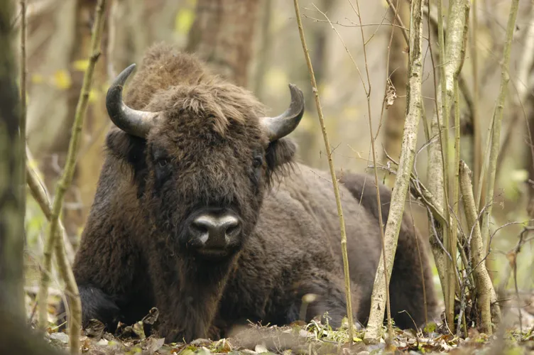 Zdjęcie W którym roku powstał Białowieski Park Narodowy? Odkryj jego historię