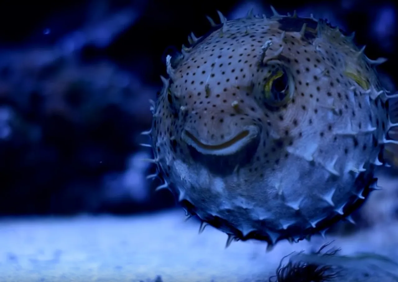 Zdjęcie Akwarium Gdyńskie nie akceptuje bonów turystycznych – sprawdź zniżki