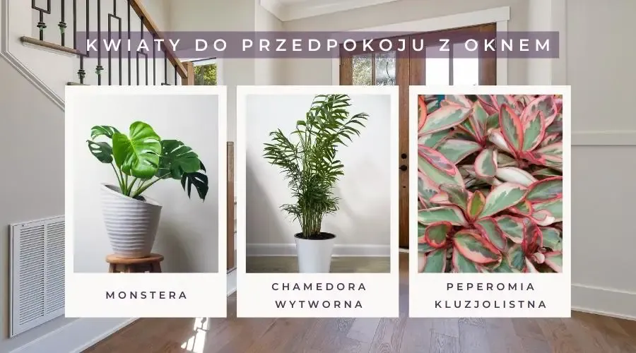 Zdjęcie Najlepsze kwiaty do przedpokoju: 7 roślin idealnych do wejścia