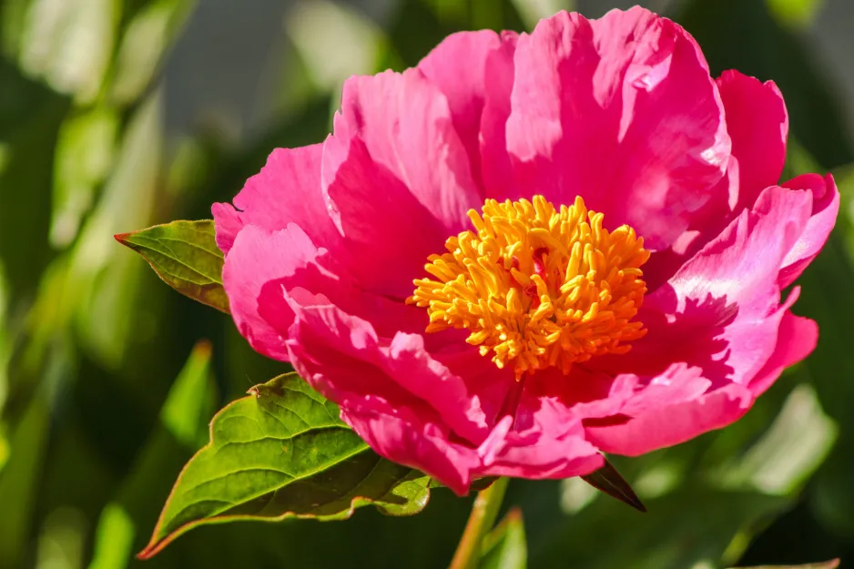 Zdjęcie Kiedy jest sezon na peonie? Poznaj najlepszy czas na kwitnienie
