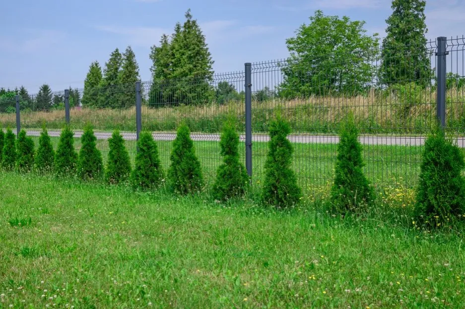 Zdjęcie Jak wysoki może być płot z tui? Poznaj przepisy i ograniczenia