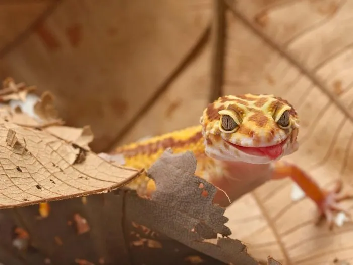 Zdjęcie Gdzie można kupić gekona lamparciego: najlepsze źródła i porady