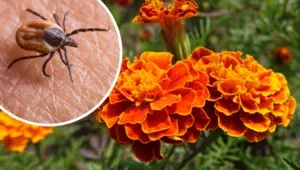 Zdjęcie Czego boją się kleszcze? Oto naturalne wrogowie i rośliny odstraszające