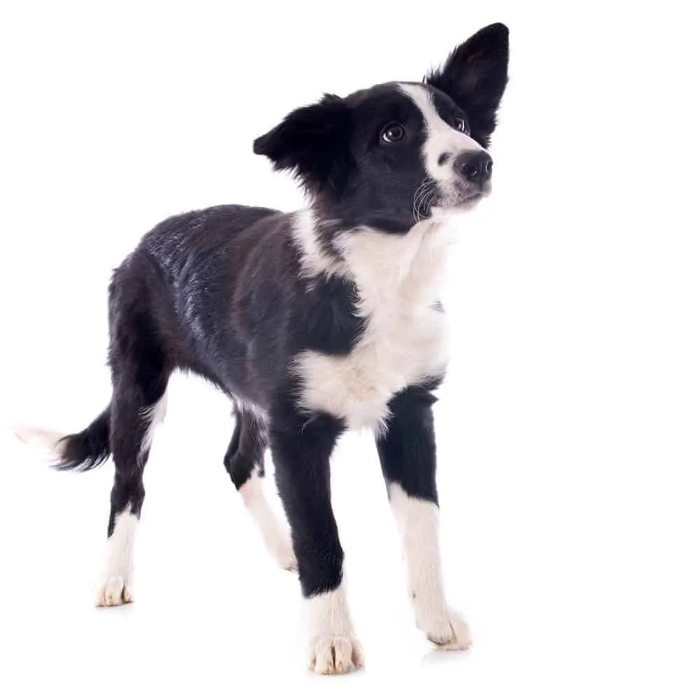 Zdjęcie Kiedy szczeniak border collie zmienia sierść i jak to ułatwić