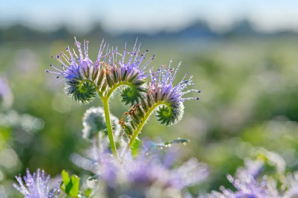 Zdjęcie Kiedy siać facelię dla pszcz&oacute;ł? Terminy i porady