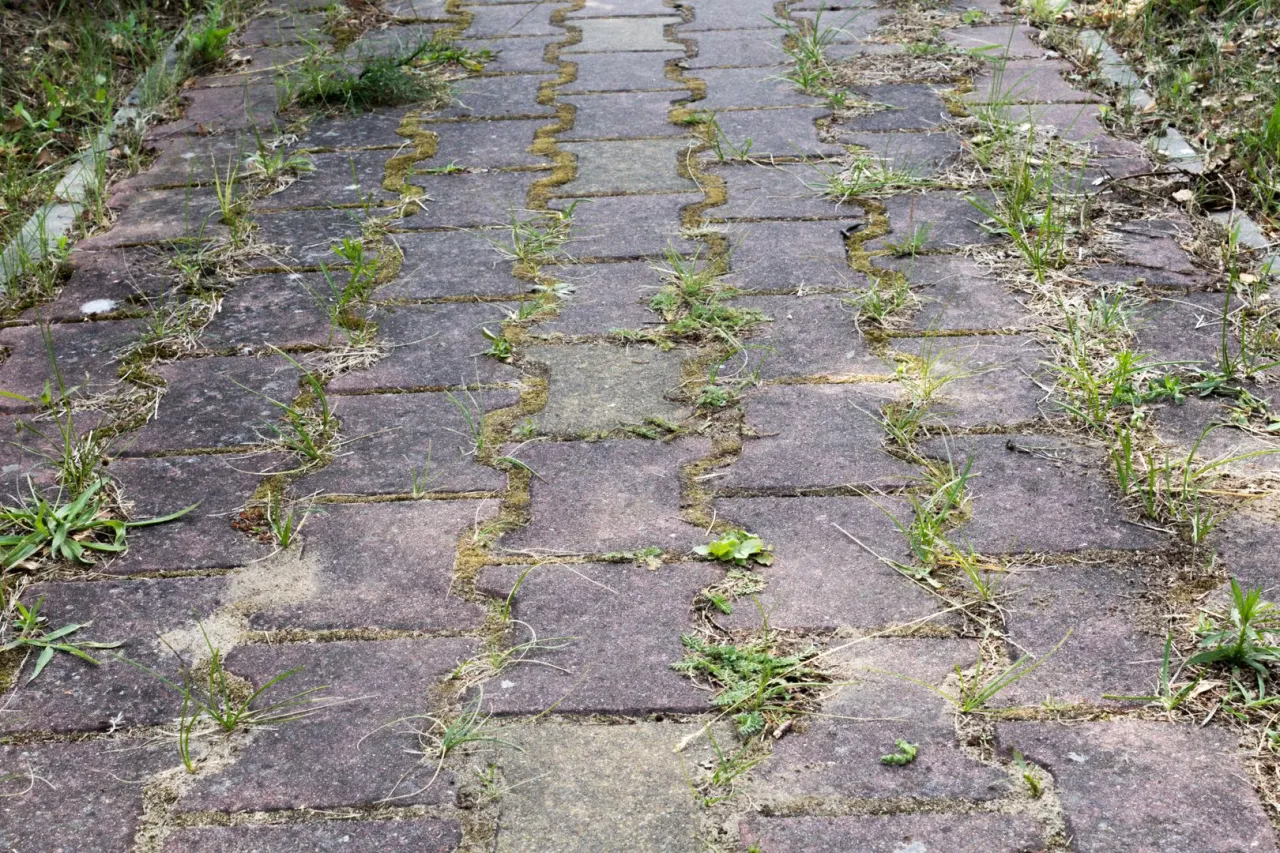 Zdjęcie Jak usunąć biały nalot na kostce brukowej - skuteczne metody i porady