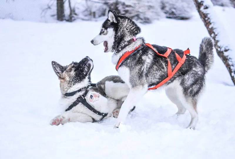 Zdjęcie Ile dziennie je husky? Odkryj, jak karmić swojego psa prawidłowo