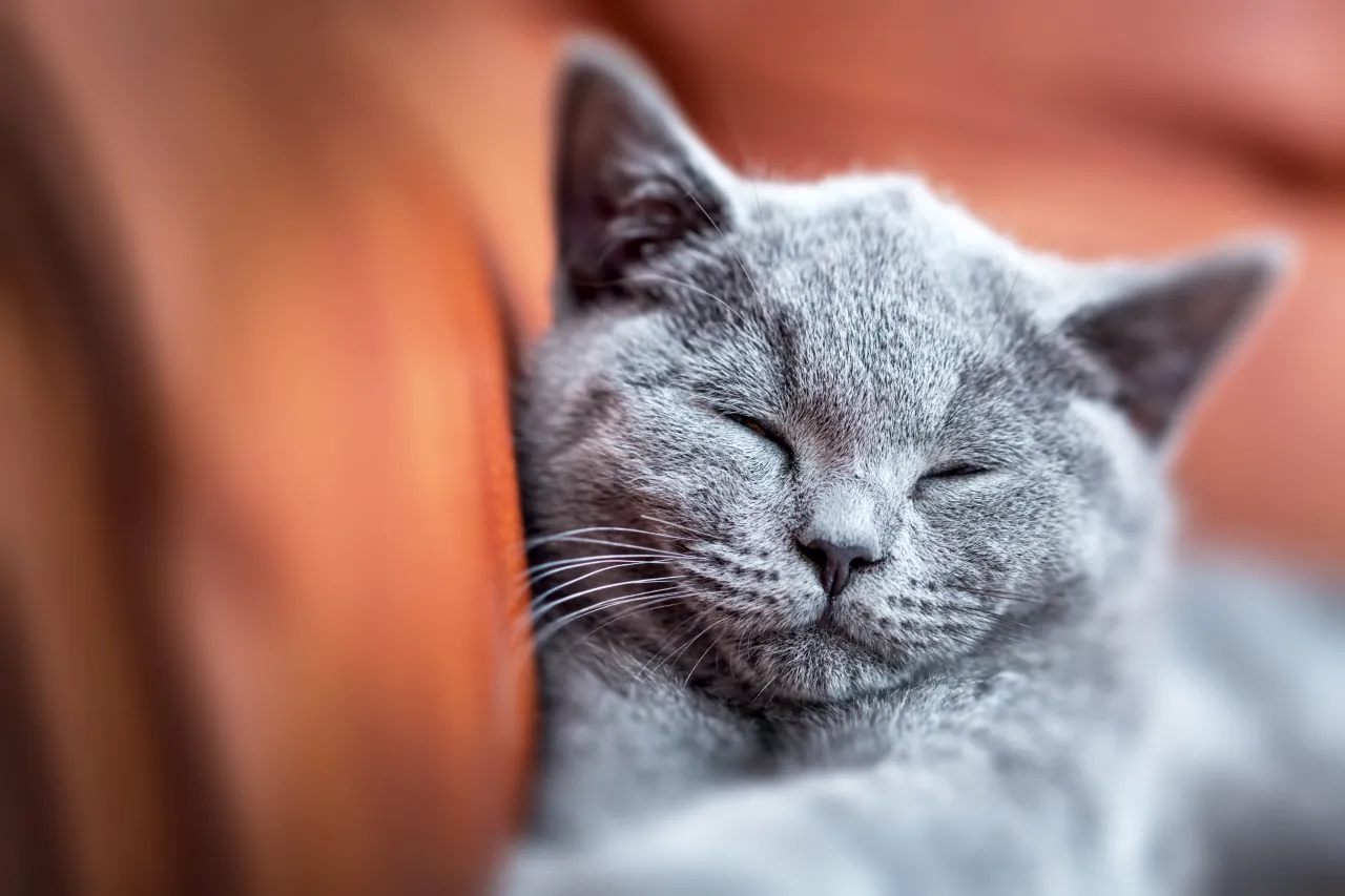 Zdjęcie Warum schnurren Katzen wenn sie sterben? Die berührende Wahrheit erklärt