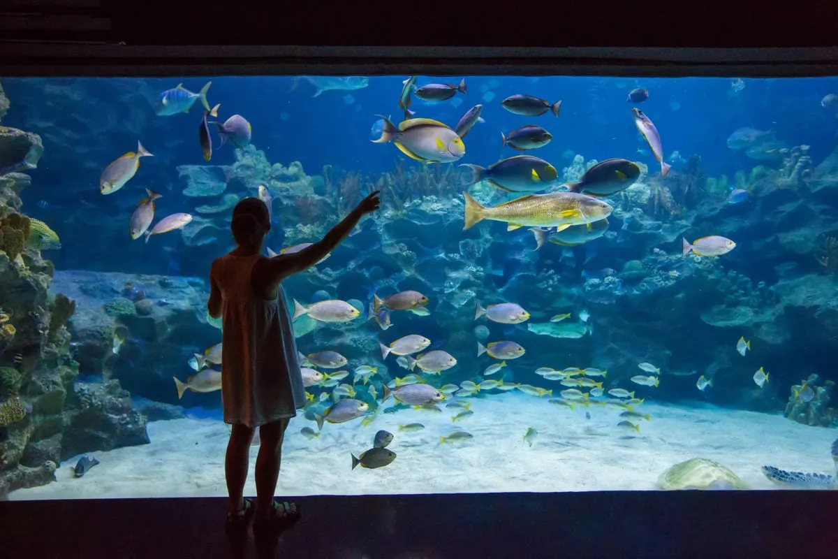 Zdjęcie Największe oceanarium nad morzem - odkryj fascynujący świat podwodny