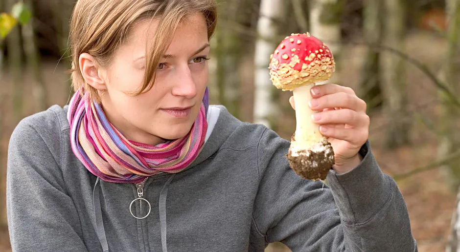 Zdjęcie Muchomor czerwony psychodelik: Halucynacje i ryzyko dla zdrowia