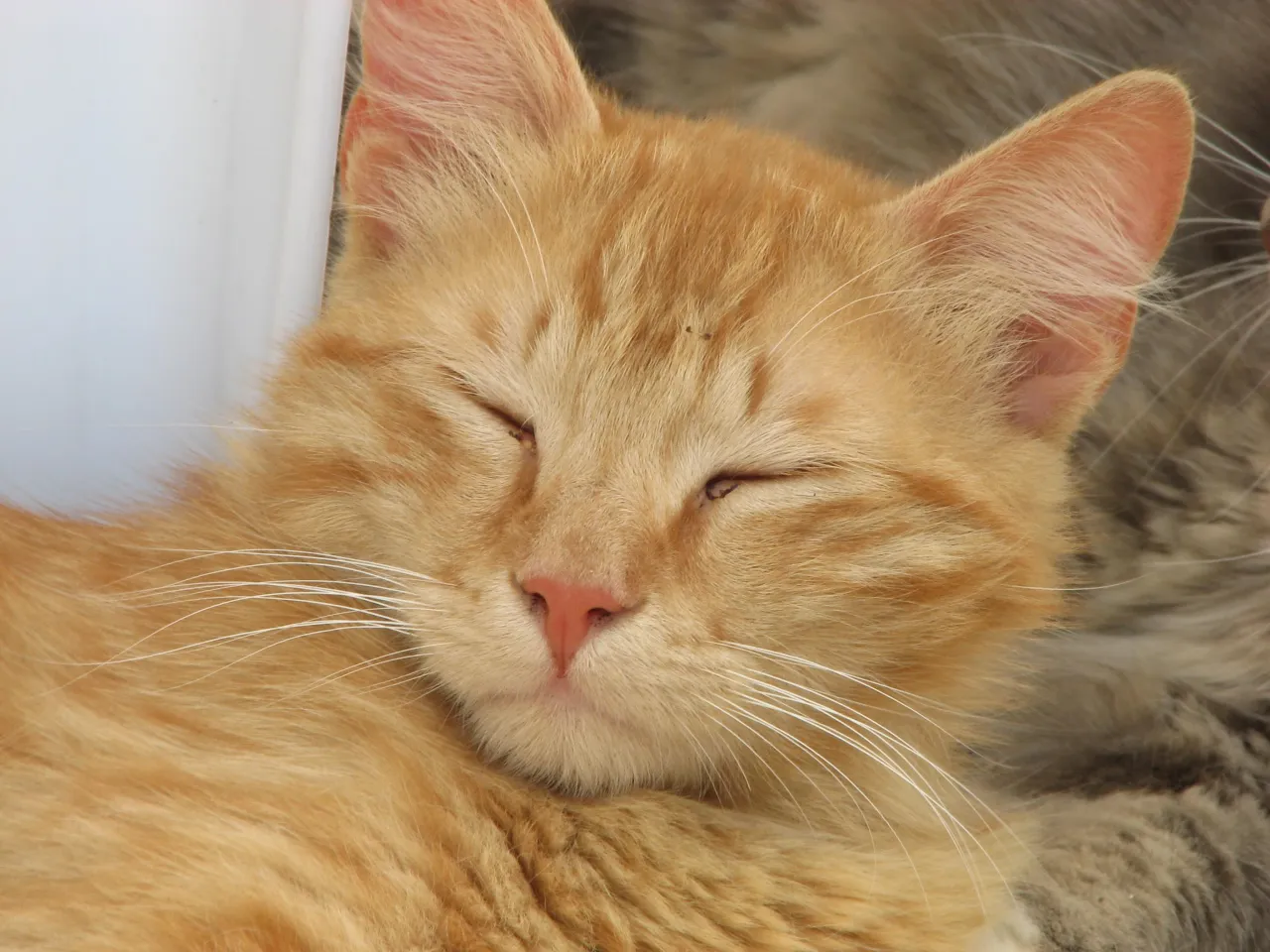Zdjęcie Cómo se ven los ojos de un gato ciego y qué revelan sobre su salud