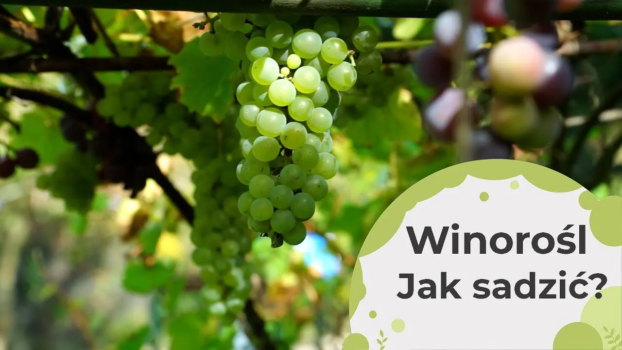 Zdjęcie Jak uprawiać winogrona - proste sposoby na zdrowe i smaczne plony