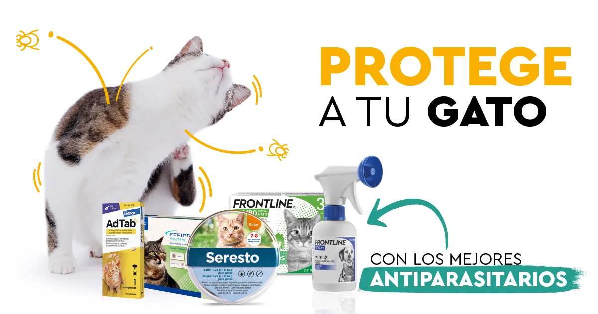 Zdjęcie Cómo desparasitar gatos interno: métodos efectivos y productos seguros