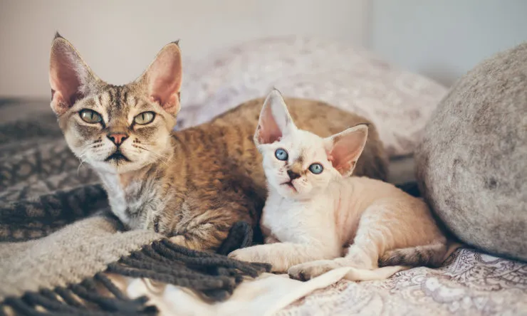 Zdjęcie Jakie są ceny kociąt Devon Rex w hodowli i co wpływa na koszt?