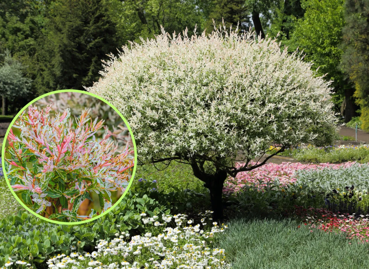 Zdjęcie Jak przycinać wierzbę? Poradnik krok po kroku dla każdego