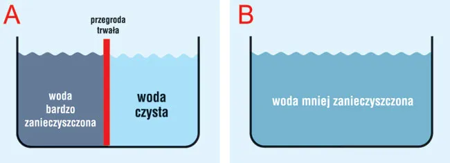Zdjęcie Osmoza w biologii: jak działa i jakie ma znaczenie dla życia komórkowego