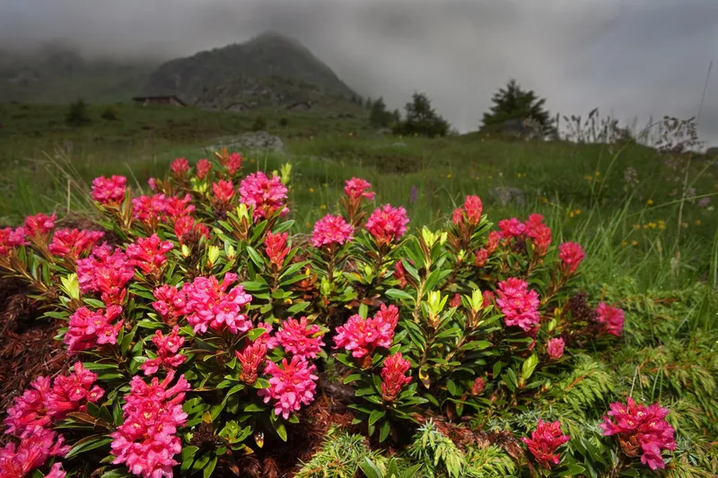 Zdjęcie Jakie odstępy sadzenia rododendronów zapewnią im zdrowy wzrost?