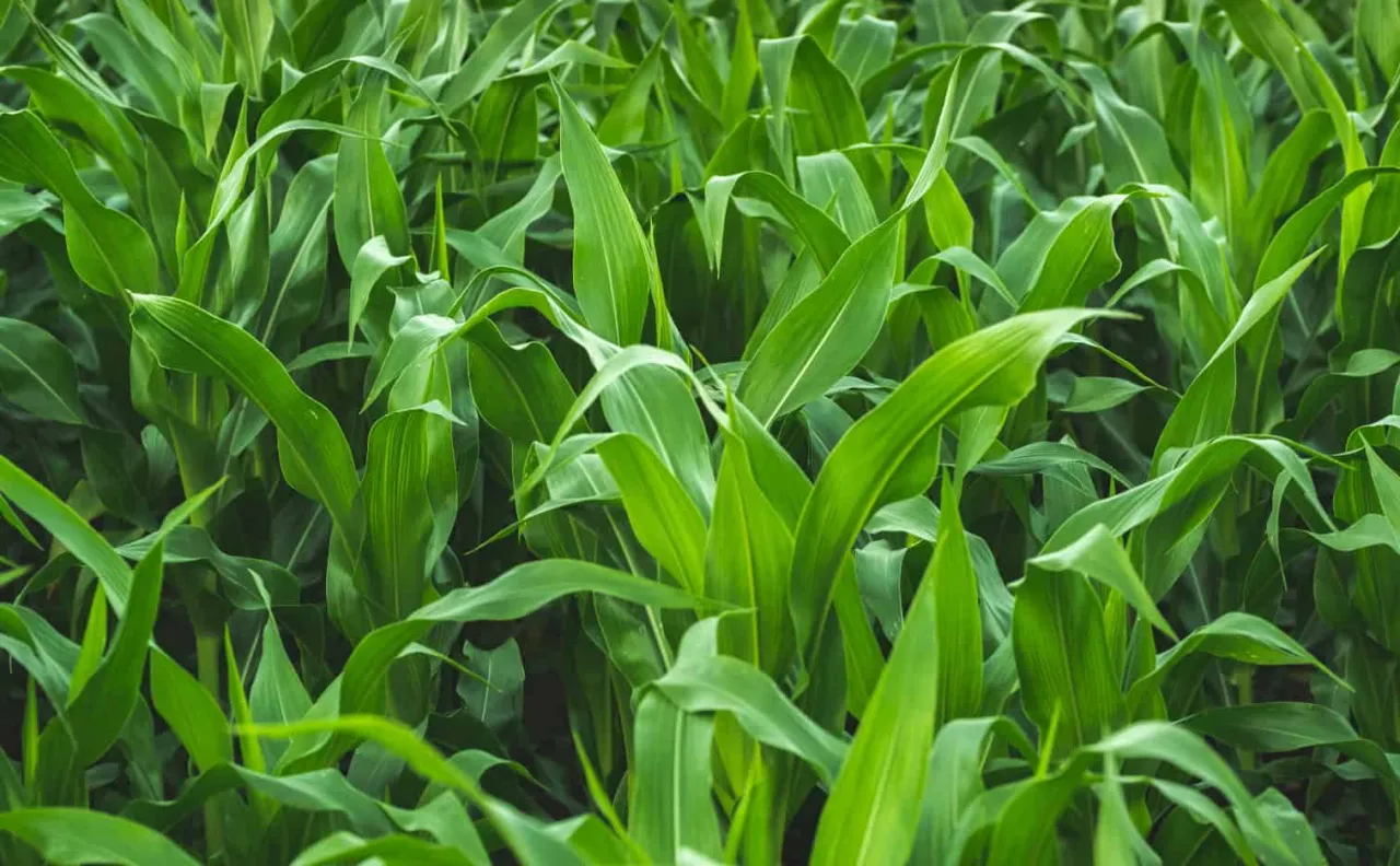 Zdjęcie Jaki nawóz pod kukurydzę i ile zastosować dla najlepszych plonów