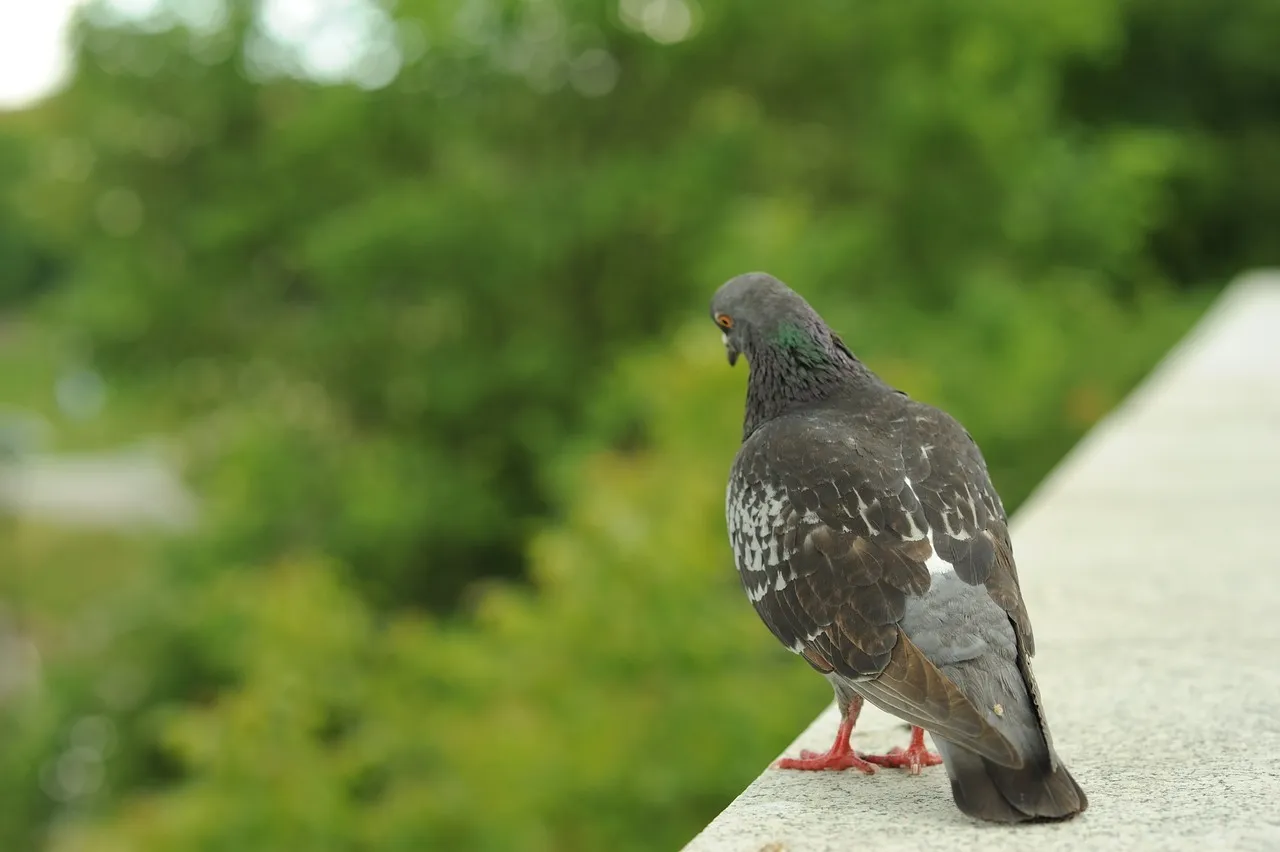 Zdjęcie Skuteczne sposoby na to, czym zmyć ptasie odchody z elewacji