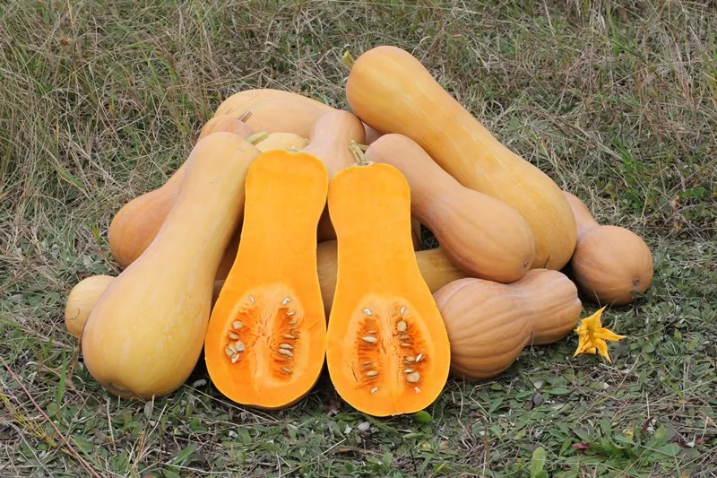 Zdjęcie Cuando se plantan las calabazas: los meses que no debes ignorar