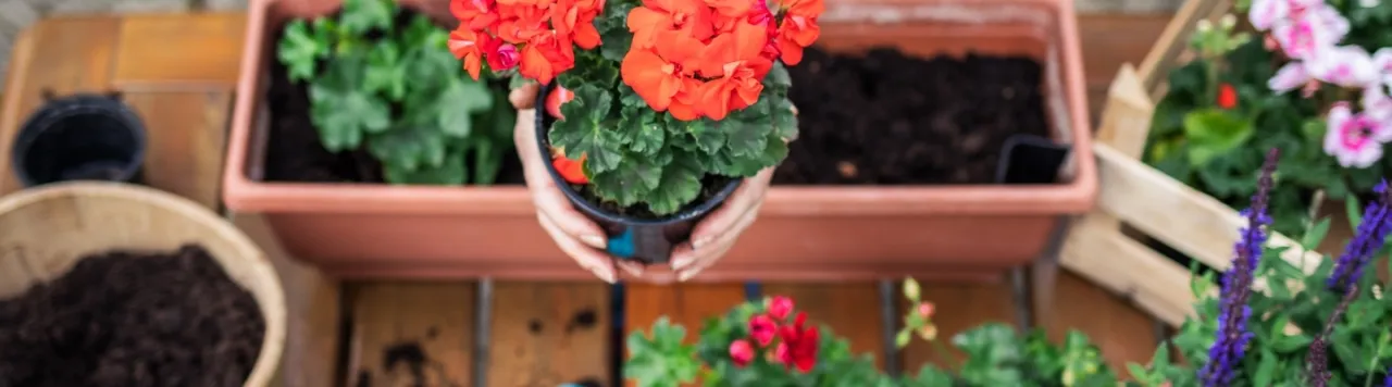 Zdjęcie Jak uprawiać pelargonie, by kwitły obficie przez cały sezon