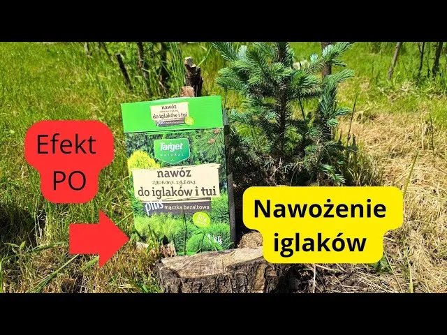 Zdjęcie Jaki nawóz pod świerki? Odkryj idealne składniki dla zdrowia drzew