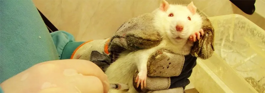 Zdjęcie Investigaci&oacute;n animal: El pilar insustituible de la medicina