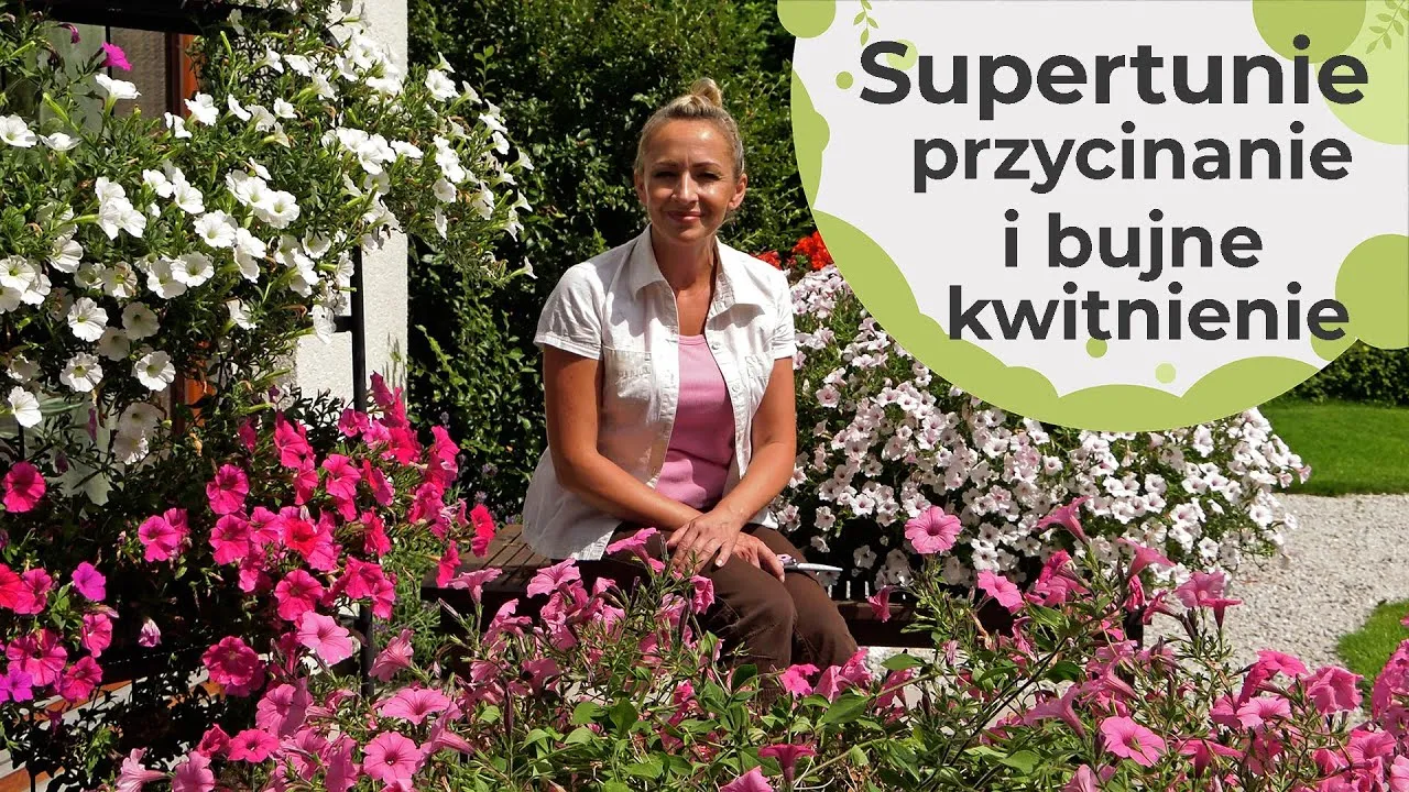 Zdjęcie Jak przycinać surfinie, aby uzyskać bujniejsze kwitnienie i zdrowie rośliny