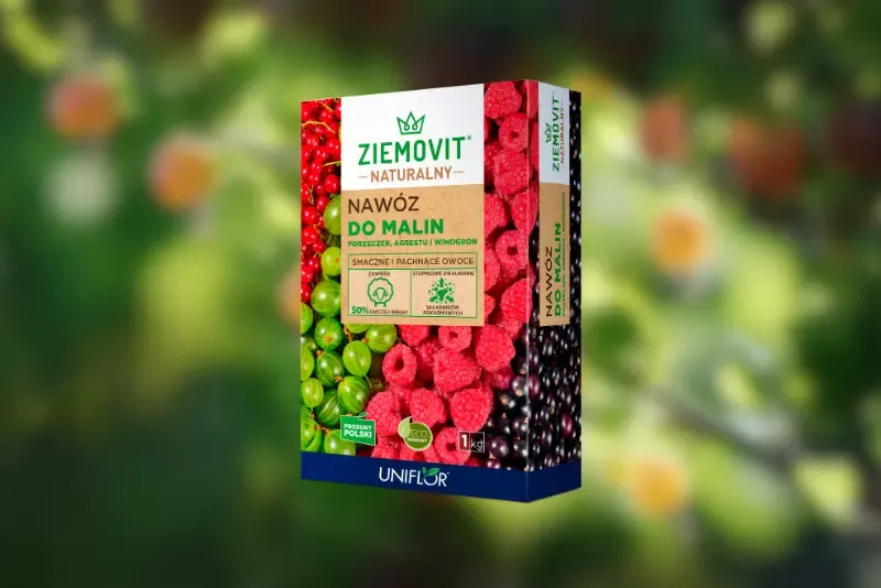 Zdjęcie Naturalne nawozy do porzeczek: 5 skutecznych metod nawożenia