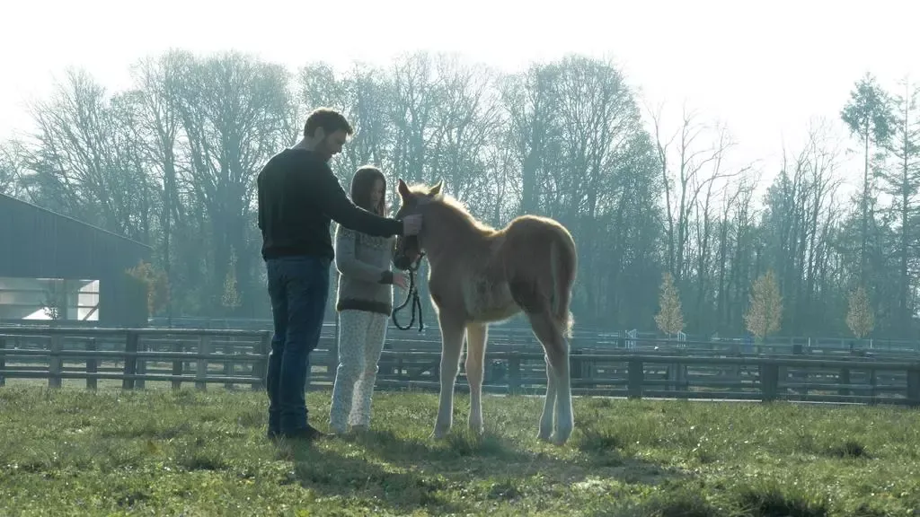 Zdjęcie Niezwykłe filmy o koniu i dziewczynce, które poruszają serce i inspirują
