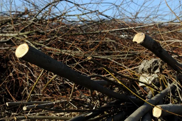 Zdjęcie Legalne zbieranie chrustu: Jak pozyskać drewno i uniknąć kar?