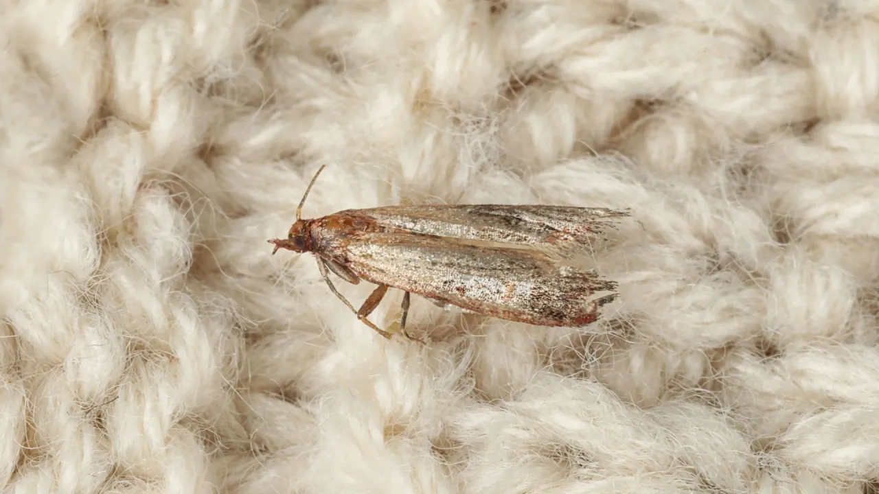 Zdjęcie Mole ubraniowe rozpoznanie - jak efektywnie rozpoznać i zwalczyć mole odzieżowe