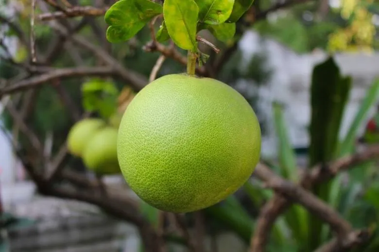 Zdjęcie Kiedy sezon na pomelo w Polsce? Sprawdź najlepszy czas na zakupy