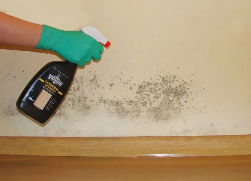 Zdjęcie Skuteczne sposoby na pozbycie się grzyba na ścianie i zapobieganie mu
