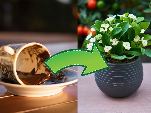 Zdjęcie Jakie kwiaty kochają fusy z kawy? Sekret naturalnego nawozu dla pięknych roślin